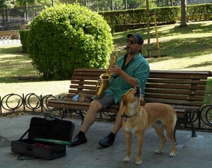cane, panchina, verde, musicista, musica, sassofono, giardino, suonatore, parco, cespuglio, valigia, sax, animali, piante, uomo, strumento, suonare, artista, berretto, tromba