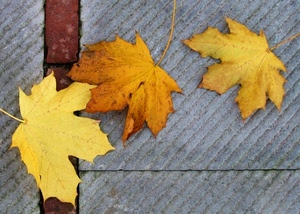 foglie, tre, autunno, giallo, secche, strada, mattoni, righe, pavimento, grigio, marrone, diagonali, venature, gialle