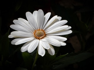 fiore, petali, bianco, corolla, margherita, nero, giallo, verde, stami, macro, arancione, stelo, foglie, pistilli, foglia