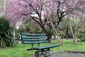 panchina, verde, alberi, primavera, fiori, parco, prato, rosa, giardino