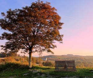 albero, panchina, cielo, autunno, panorama, paesaggio, foglie, rami, piante