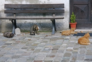 panchina, gatti, vaso, porta, quattro, sasso, pietre, grigio, gatto, selciato, pianta