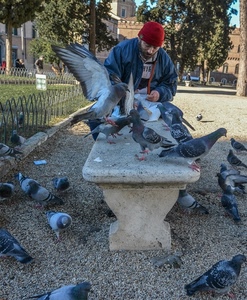 panchina, piccioni, parco, uccelli, cibo, uomo, berretto, colombi, barbone, rosso