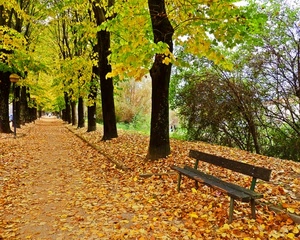 panchina, alberi, foglie, autunno, viale, giallo, strada