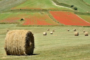 fieno, verde, balle, rosso, campi, campo, erba, covoni, campagna, coltivazioni