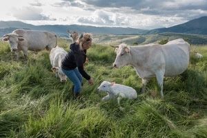 mucche, erba, donna, prato, pascolo, vitello, nuvole, verde, bianco, bionda, corna, cielo, vitellino, ragazza, zampe, animali, quadrupedi, montagna, montagne