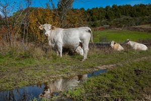 alberi, mucche, riflesso, acqua, verde, animali, pascolo, mucca, bovini, erba, bianco, tre, cielo, campagna, prato, cespugli, pozzanghera, foglie, natura, azzurro, riflessi, rami