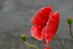 papavero, rosso, gocce, fiore, petali, rugiada, acqua, verde, macro