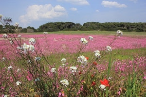 fiori, rosa, campo, alberi, bianco, nuvole, paesaggio, bianchi