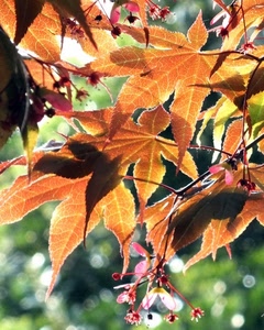 foglie, fiori, autunno, giallo, rami, controluce, ramo, venature, acero