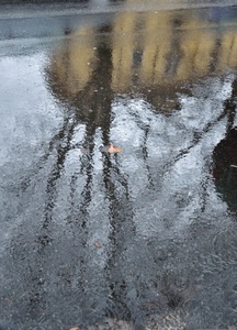 acqua, riflesso, albero, casa, pioggia, strada, pozzanghera, rami