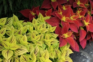 foglie, verde, rosso, piante, giallo, bicolore, felce