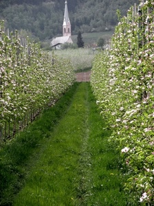 fiori, campanile, verde, chiesa, erba, piante, alberi, filari, meli, prato, bianco, prospettiva, filare, campagna