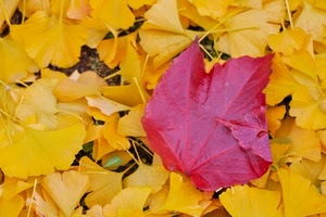 foglie, giallo, rosso, autunno, rossa, natura, gialle, bicolore
