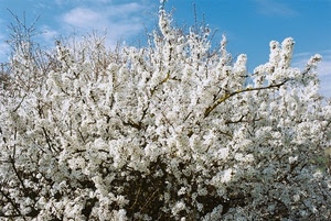 fiori, rami, bianco, primavera, albero, cielo, bianchi