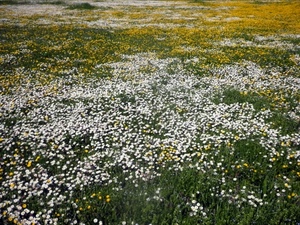 fiori, giallo, bianco, prato, campo, campagna, verde, margherite