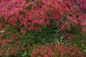 foglie, rosso, verde, rami, albero, alberi, pianta, autunno