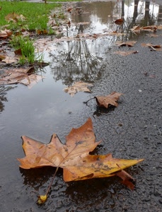 acqua, riflesso, erba, foglie, alberi, riflessi, autunno, foglia, pozzanghera, verde, giallo, pozzanghere, secche, strada, pioggia