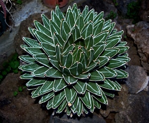 verde, pianta, foglie, grassa, pietre, frattale, frattali, vaso