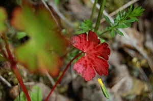 verde, rosso, foglia, erba, foglie, natura, macro, stelo, pianta