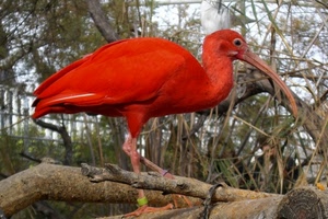 becco, uccello, rosso, rami, animale, ramo, zampe, piume, arancione