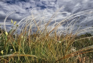 erba, nuvole, vento, cielo, verde, fili, prato, mosso