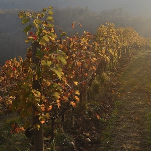 autunno, nebbia, foglie, viti, filare, vite, vigneto, verde