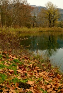 foglie, alberi, autunno, lago, riflesso, acqua