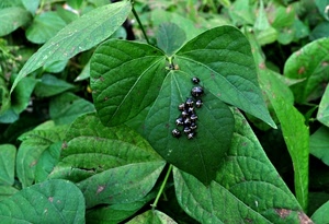 verde, foglie, insetti, nero, coccinelle, piante, neri