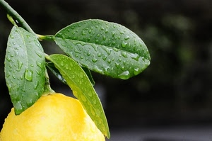 foglie, giallo, limone, gocce, verde, acqua, frutto, ramo, sfondo, rugiada