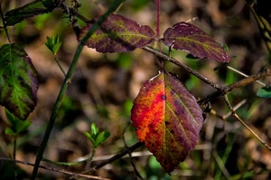 foglie, rosso, verde, rami, autunno, foglia, germogli