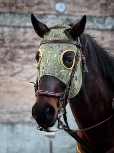 orecchie, cavallo, briglie, occhi, criniera, muso, animale, marrone, verde, maschera, cavezza, froge, antimosche, stoffa, finimenti
