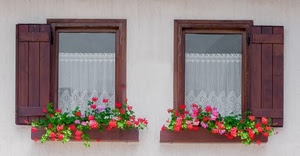 fiori, finestre, legno, gerani, tendine, tende, imposte, due, ante, vasi, bianco, muro, rosso, vetro, colori, vetri