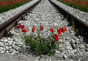 papaveri, rosso, fiori, verde, binari, sassi, rotaie, traverse, pietre, binario, ferro, ferrovia, foglie, rossi, bulloni, traversine, ghiaia