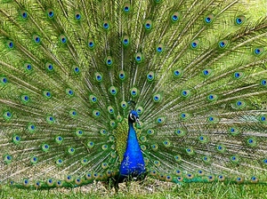 pavone, verde, ruota, blu, piume, azzurro, uccello, occhi, erba, coda, animale, colori, becco