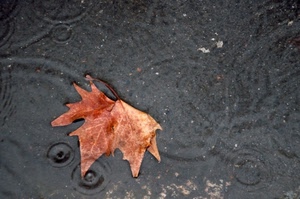 foglia, autunno, acqua, pioggia, cerchi, gocce, marrone, pozzanghera, rosso