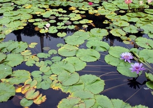 foglie, acqua, fiori, verde, ninfee, stagno, viola, rosso, riflessi, lilla, fiore, ninfea