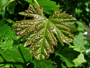 foglia, verde, foglie, pianta, nervature, natura, macro, sfocato, vite, piante