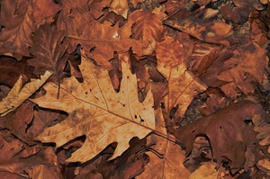 foglie, autunno, marrone, cadute, secche, terra