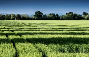 alberi, verde, ombre, campo, grano, campagna, erba, azzurro, cielo