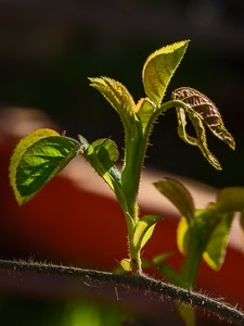 foglie, ramo, verde, pianta, primavera, macro, spine, germoglio