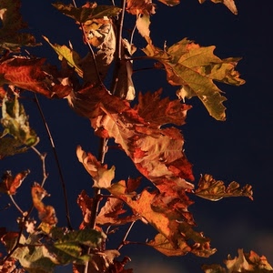 foglie, autunno, ramo, secche, rosso, rami, marrone, secco, arancio