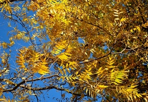 foglie, rami, giallo, cielo, autunno, gialle, azzurro, albero