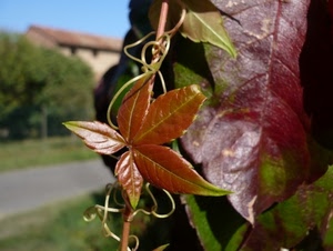 foglie, rosso, verde, casa, ramo, alberi, strada, macro, foglia, autunno