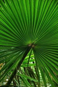 verde, foglie, foglia, palma, pianta, ventaglio, natura, geometrico