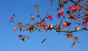 foglie, cielo, rosso, albero, rami, autunno, ramo, azzurro