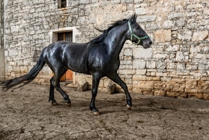 cavallo, coda, nero, porta, criniera, muro, zampe, animale, zoccoli, pietre, sassi, finestra, stallone