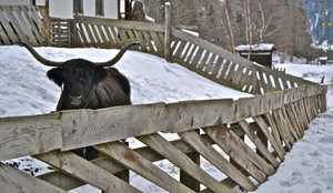 neve, corna, staccionata, inverno, legno, alberi, casa, bianco, recinto, animale, montagna, nero, toro, bovino, mucca, recinzione, finestre
