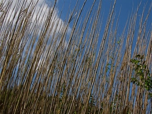 cielo, canne, foglie, azzurro, nuvole, piante, verde, canneto, linee, alte, verdi, bianco, vegetazione, ramo, bambù, rami