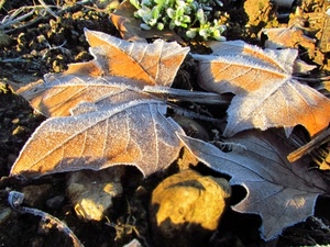 foglie, brina, gelo, terra, inverno, giallo, ghiaccio, secche, freddo, autunno, cadute, venature, luce